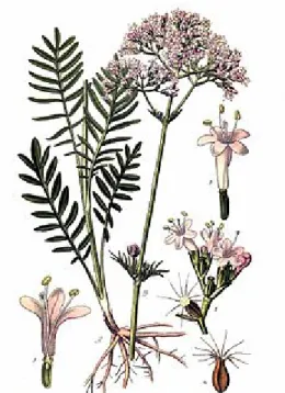 Figure 2: Plante « Valeriana officinalis » [38] 