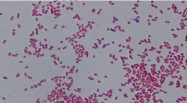 Figure 1: Acinetobacter baumanii avec grossissement 493 × 310 [26] 