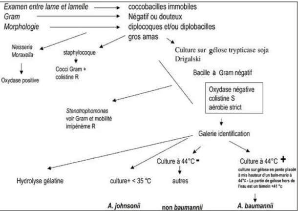 Figure 7 : Stratégie diagnostique d'Acinetobacter spp au laboratoire [35] 