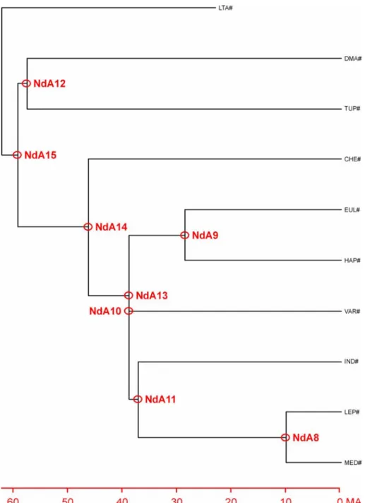 Figure 27 : Arbre linéarisé obtenu à partir des séquences consensus partielles de cytochrome b (positions 1 et 3) 