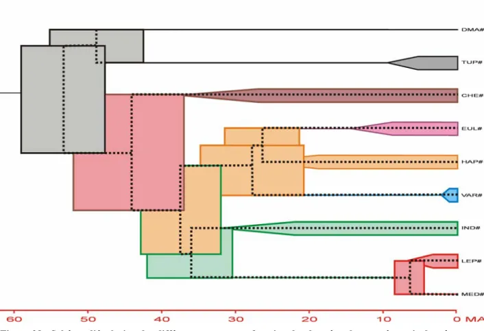 Figure 28 : Schéma d'évolution des différents groupes en fonction des données obtenues à partir des séquences  de cytochrome b 