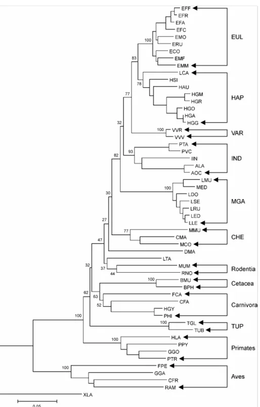 Figure 16 : Reconstruction phylogénétique à partir des séquences mixtes (cytochrome b et 12S rRNA zones  'Loop') pour les tests de monophylie 