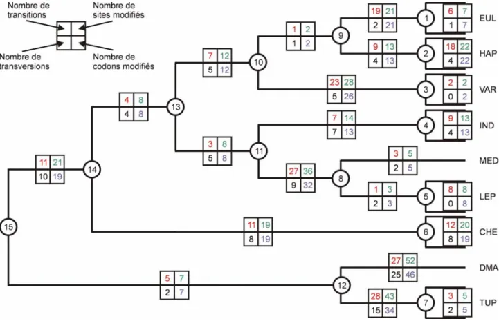 Figure 22 : Transitions et transversion pour les séquences ancestrales de cytochrome b 