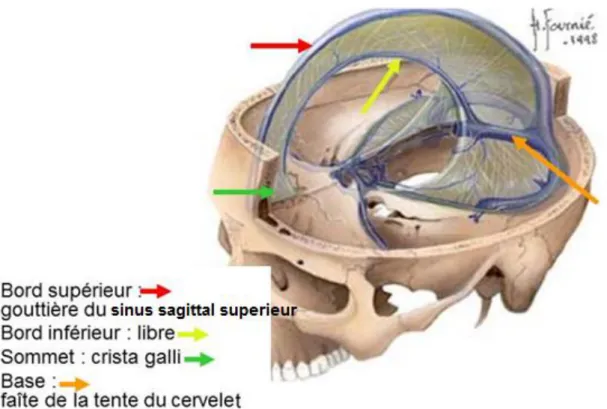 Figure 5 : Vue schématique montrant les différents   composants de la faux du cerveau