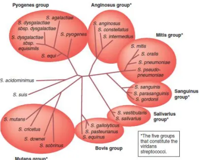 Figure  2 : Diagramme schématique de la classification des espèces de Streptococcus les plus  importants [11]