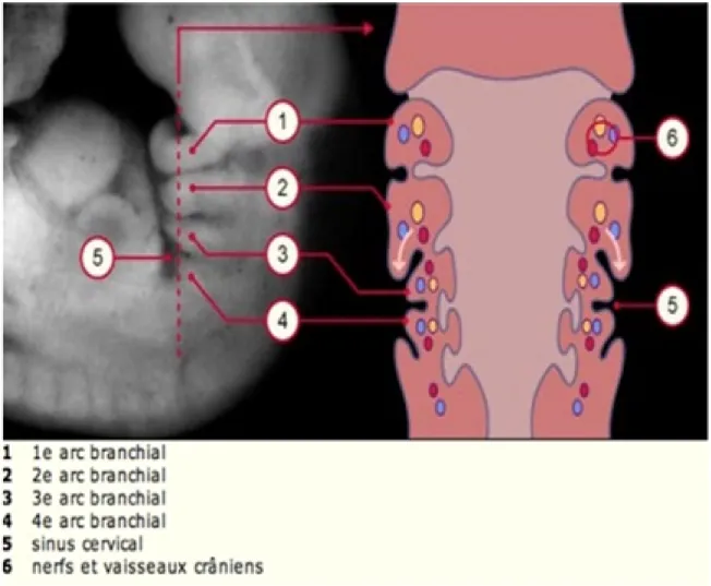 Figure 1 : Sinus cervical environ 33e jour (stade 14). 