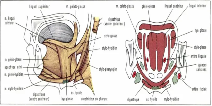 Figure 6: couche superficielle des muscles de la langue la partie gauche du maxillaire  inférieure ayant été retirée