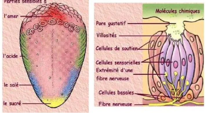 Figure 12: image d’un bourgeon du gout 