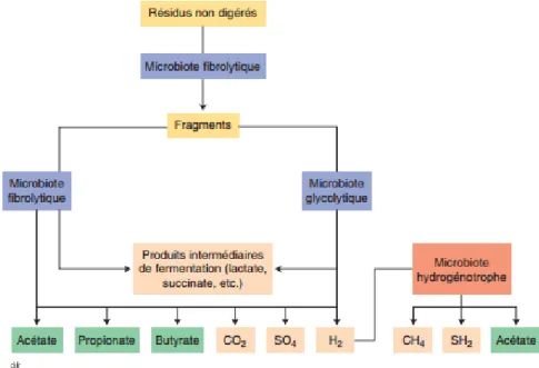 Figure 8: Fermentation  des  sucres  (indigestes)  par  le  microbiote  colique [21].