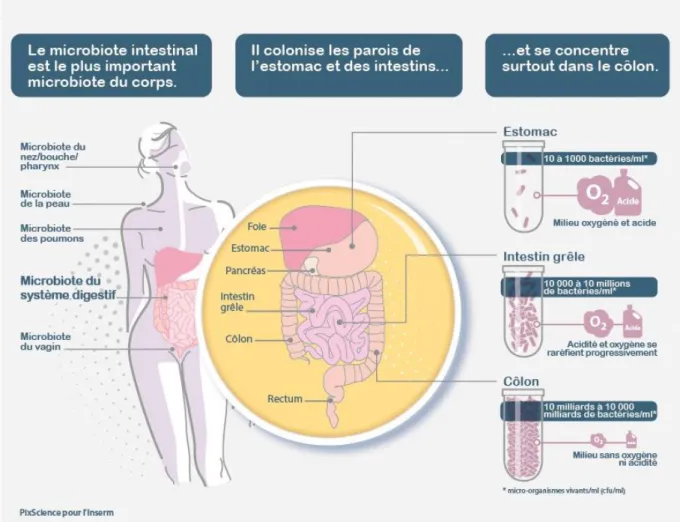 Figure 1: Localisation du Microbiote Intestinal [1-3]. 