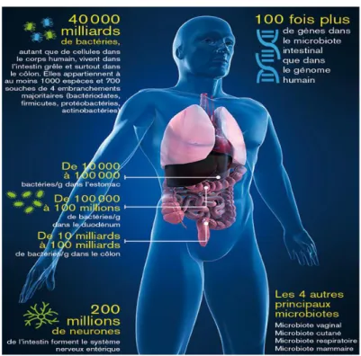 Figure 3: le microbiote intestinal [14]. 