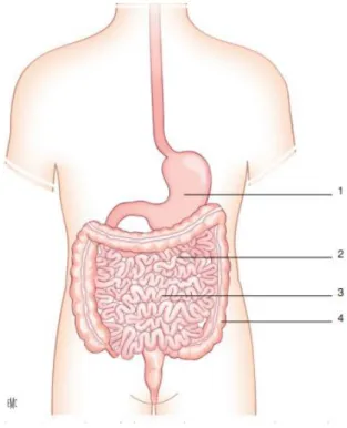 Figure 4: Conditions écologiques abiotiques et microbiote peuplant différentes niches de  l’intestin (écosystèmes) [15]