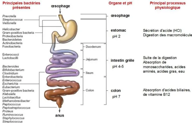 Figure 5: Le tractus digestif humain : Distribution des microorganismes non-pathogènes  fréquemment rencontrés chez l’adulte  [16]