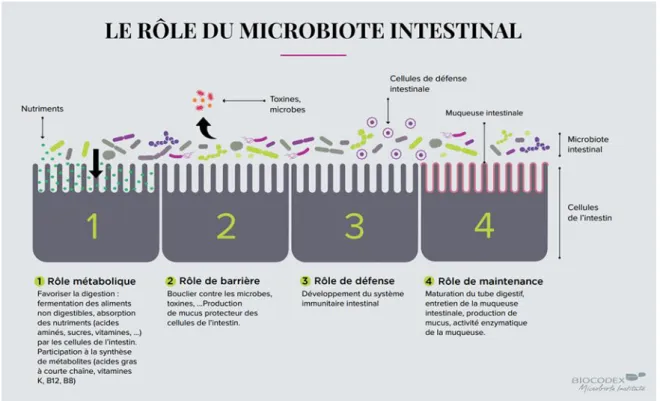 Figure 7: Rôle du microbiote intestinal  [19]. 