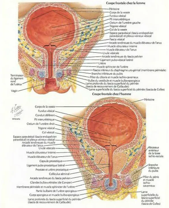 Figure n°2 : Anatomie de la vessie chez l‟homme et la femme. 