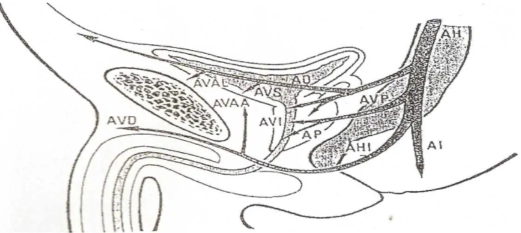 Figure n°3 : schéma de profil de la vascularisation artérielle de la vessie : (11)  -  AH : artère hypogastrique