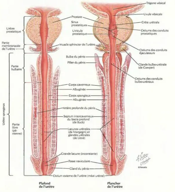 Figure n°5 : l‟anatomie de l‟urètre masculin 