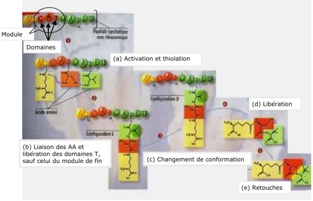 Fig.  6  :  Mécanisme  de  biosynthèse  de  peptaïbols  par  une  peptide  synthétase  non  ribosomique,  constituée  de  modules  (en  jaune,  rouge  et  vert),  composé  chacun  de  domaines