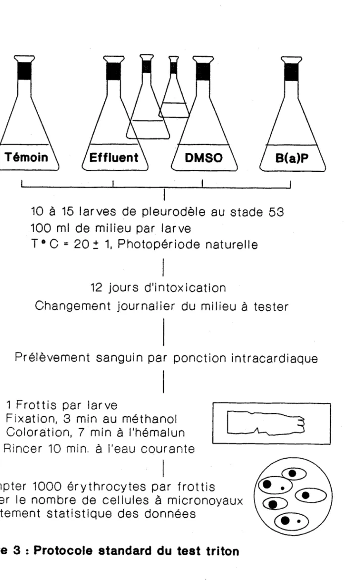 Figure 3 : Protocole standard du test triton