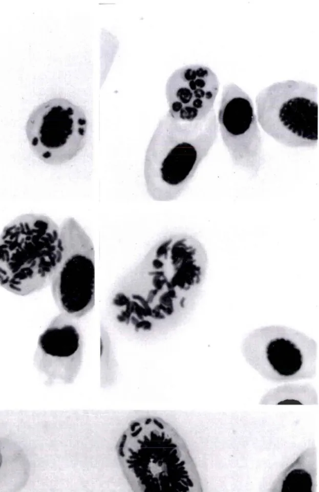 Figure  D  : Effet  clastogène induit  chez les larves  de  pleurodèle  exposées pendant  12 jours  à 5O pg/l de cyanure (x1000, microsèopie optique).