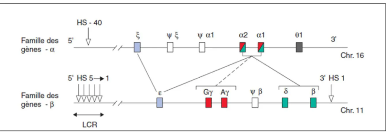 Figure 4: Structure et organisation des deux familles de gènes-globine. (10) 