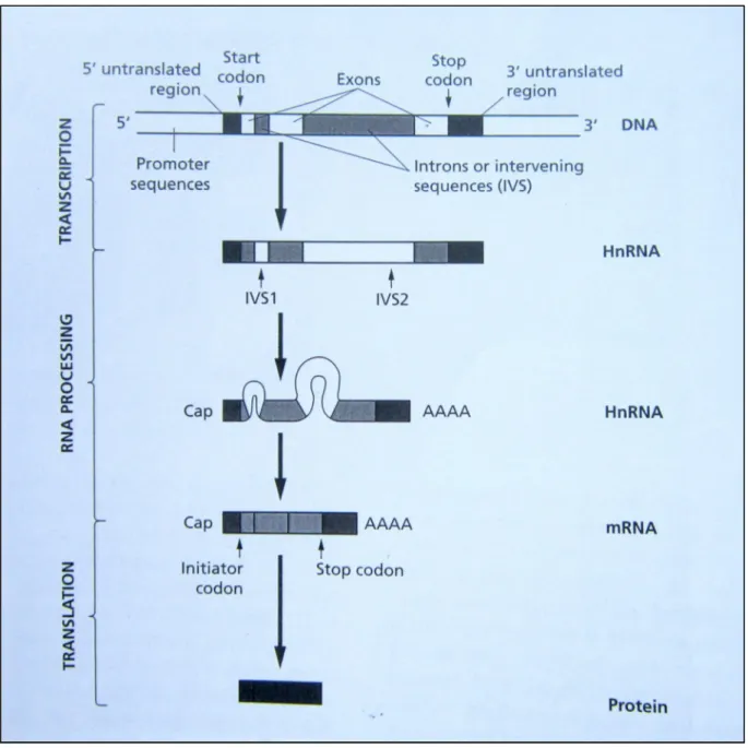 Figure 5: Processus de Synthèse des chaînes d'hémoglobine à l’échelle moléculaire(17)  Il  se  passe  tout  d’abord  la  transcription  de  l’ADN  en  ARN  précurseur  par  les  ARN  polymérases