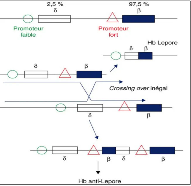 Figure 11: Représentation du mécanisme d'obtention de la fusion des gènes de  l'hémoglobine Lepore (10) 