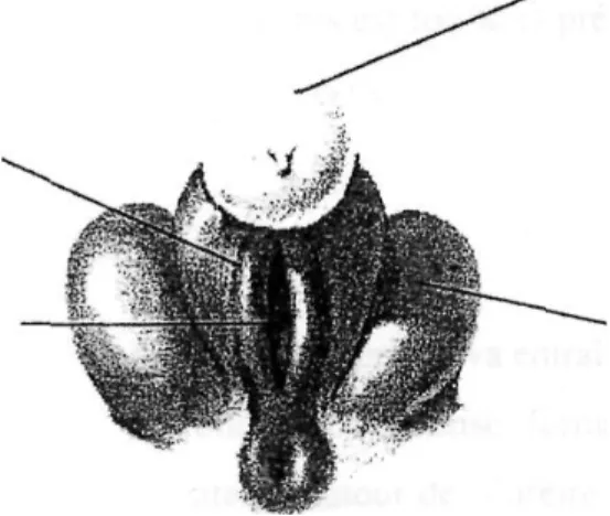 Fig. 2 : sinus urogénital à la neuvième semaine 