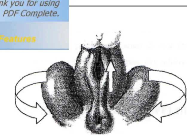 Fig. 3 : Fermeture de la gouttière urétrale et migration scrotale. 