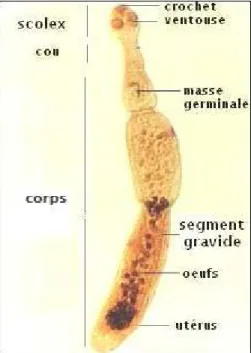 Figure 5 : Adulte d'Echinococcus granulosus 