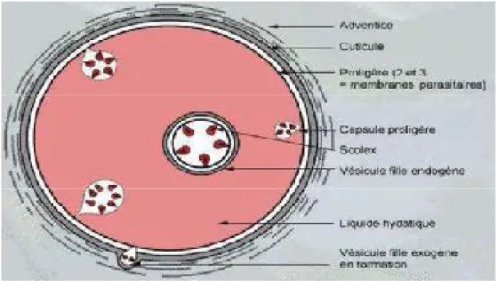 Figure 7 : Larve Echinococcus Granulosis 