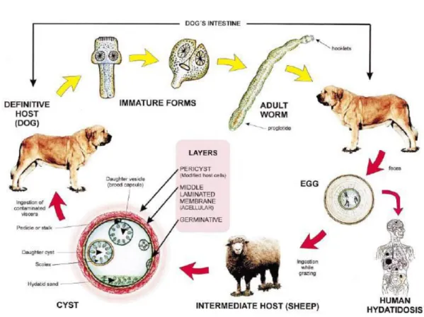 Figure 8 : Schéma du cycle parasitaire 