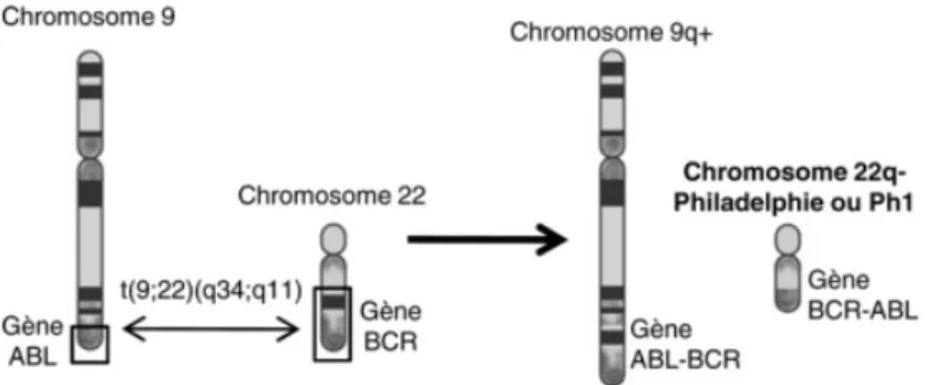 Figure 2 : Formation du chromosome Philadelphie :   La translocation t(9;22)(q34;q11)