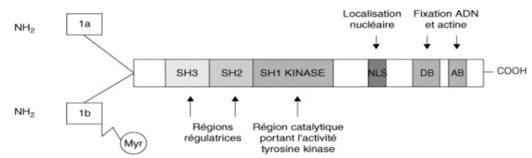 Figure 4: Représentation schématique de la protéine ABL. La forme 1b possède un groupement  myristoyl (Myr), qui joue un rôle important dans l’auto-inhibition de la protéine