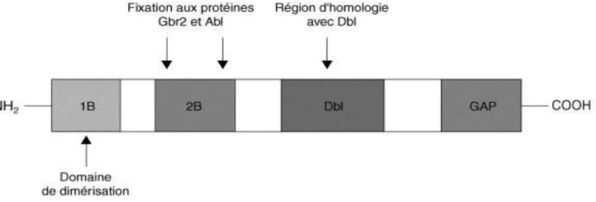 Figure 5 : Représentation schématique de la protéine BCR. La région 1B correspond aux 63 premiers  acides aminés de BCR et elle est  nécessaire à la dimérisation de la protéine [21]