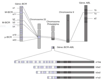 Figure 6 : Chromosomes 9 et 22, gènes BCR, ABL et BCR-ABL avec les différents   sous-types d’acide ribonucléique (ARN) transcrits en fonction des points de cassure