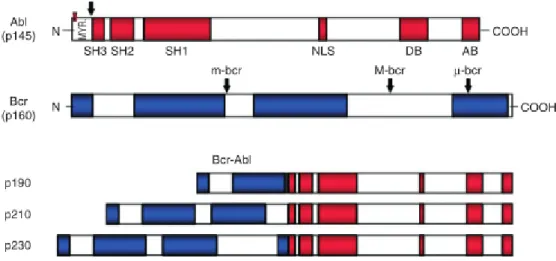Figure 7 : Variantes protéiques BCR-ABL en fonction des points de cassure. [21] 