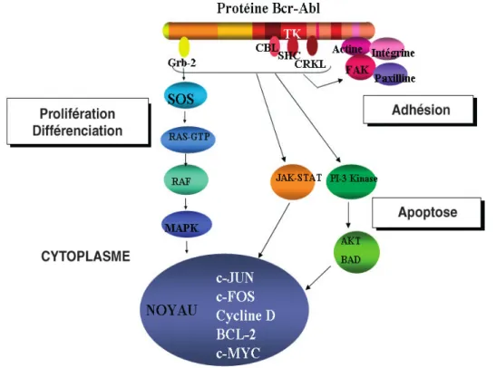 Figure 8: Voies de signalisation cellulaire. La protéine BCR-ABL active différentes voies de  signalisation