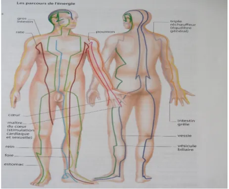 Figure 2 : méridiens principaux de corps selon la MTC[1]. 
