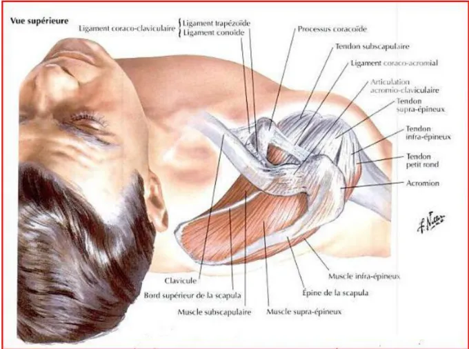 Figure 1 : Vue supérieure de la clavicule. 