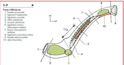 Figure 5 : Face inférieure de la clavicule. 