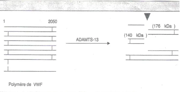 Figure 7 : Protéolyse physiologique du FvW par l’ADAMTS-13.  [29] 