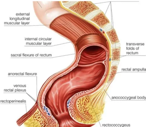 Figure 4: Sagittal view of the sigmoid colon, the rectum and anal canal showing   the sacral and anorectal flexures 