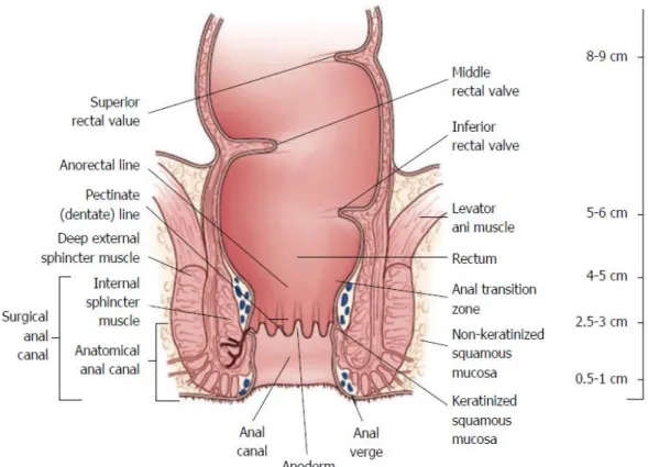 Figure 6: Coronal view showing the upper, middle and lower portions   of the rectum and the anal canal    