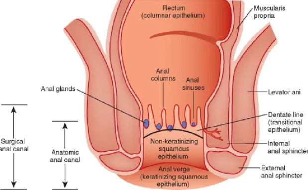 Figure 7 : Sagittal view showing the anatomic and surgical anal canal  [26] 