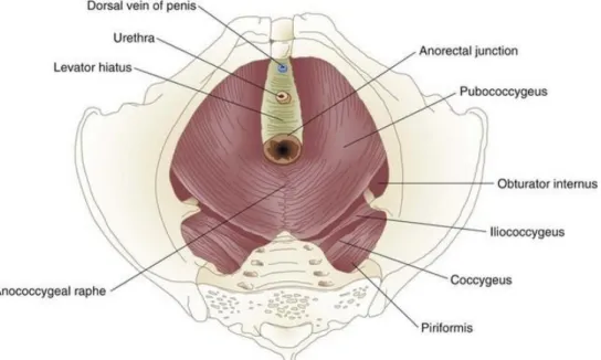 Figure 9: Pelvic view of the levator muscles demonstrating its four main components: 
