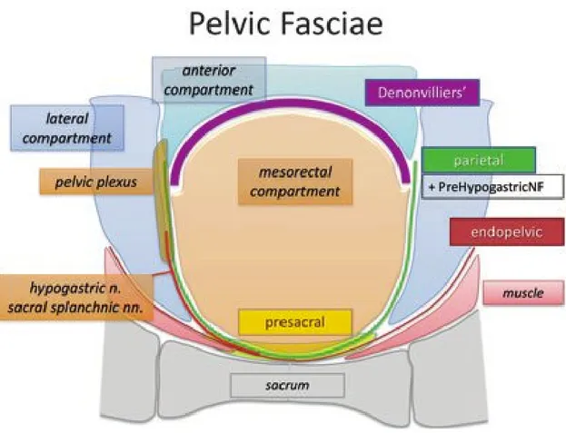 Figure 11: transversal view showing the pelvic fascia in their relationship   with the mesorectum [41] 