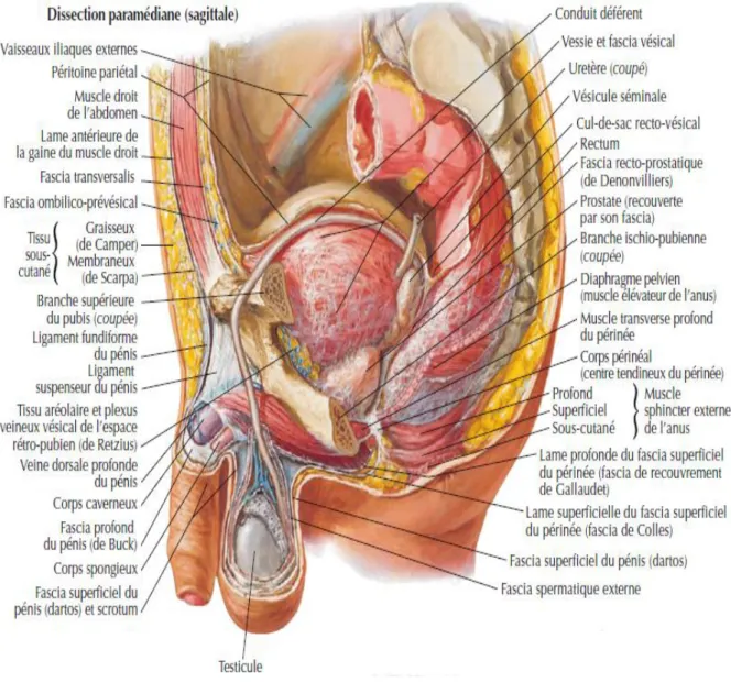 Figure 1 : Coupe sagittale décrivant la situation , les rapports péritonéaux et la fixité de  la vessie chez l’homme  [11]   
