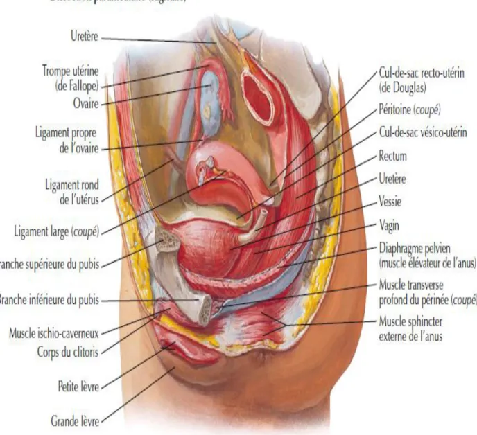 Figure 2 : Coupe sagittale décrivant la situation , les rapports péritonéaux et la fixité de  la vessie chez la femme  [11]  