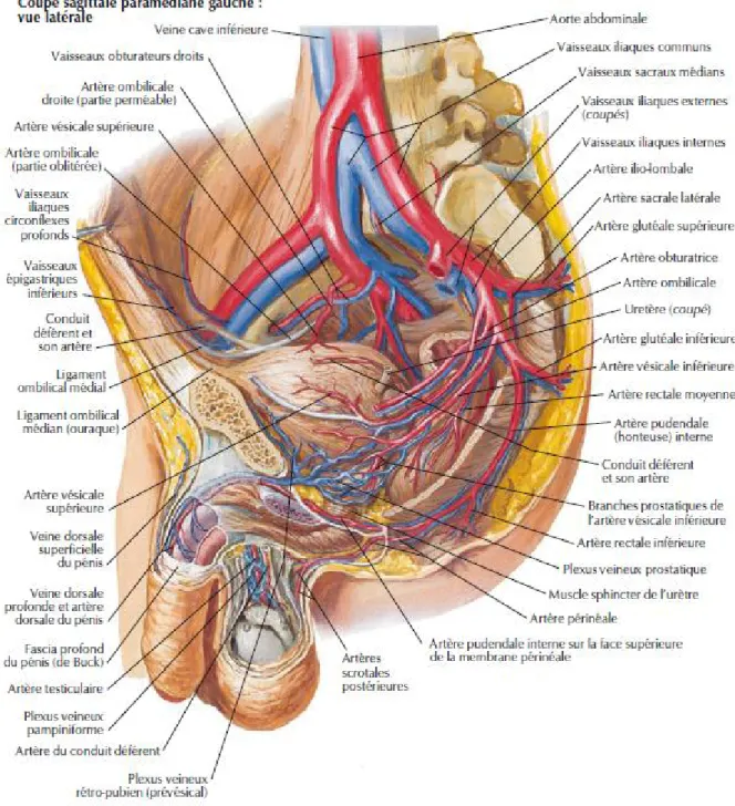 Figure 3 : Vascularisation artérielle et veineuse de la vessie chez l’homme  [11]  . 
